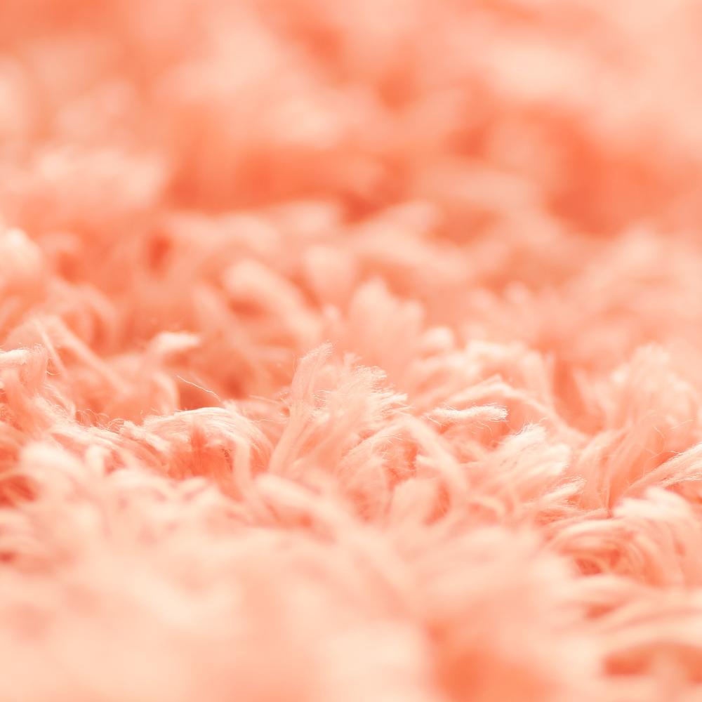 Carpet and Upholstery Cleaning